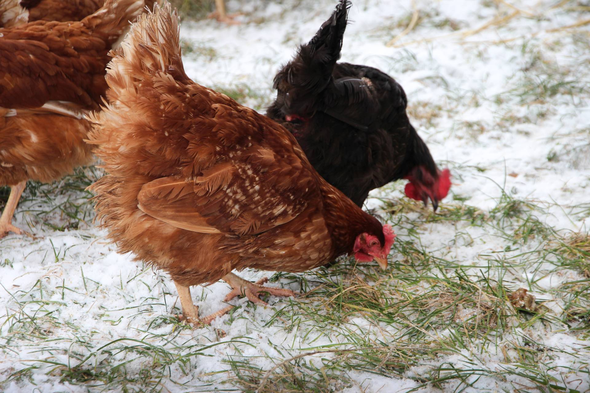 Die Hühner sind auch im Winter im freien