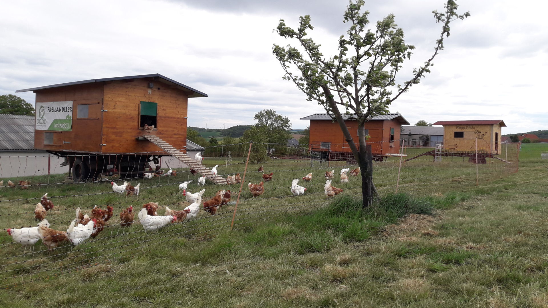 Unsere Hühner auf der Weide